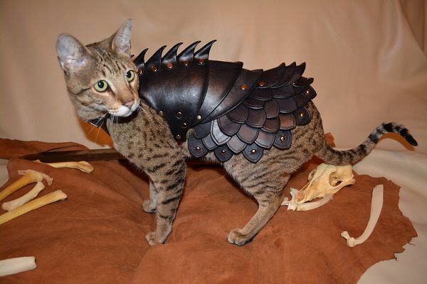 cat-battle-armo-armure-chat-2 [600 x 400]