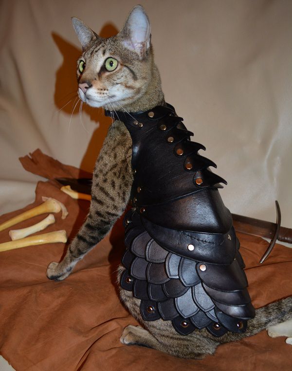 cat-battle-armo-armure-chat-3 [600 x 762]